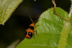 Aulacophora hilaris