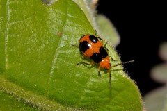 Aulacophora hilaris
