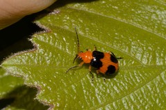 Aulacophora hilaris