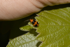 Aulacophora hilaris