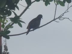 Columbina talpacoti