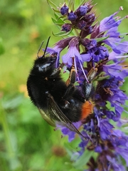 Bombus lapidarius