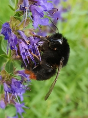 Bombus lapidarius