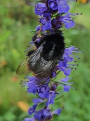 Bombus lapidarius