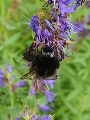 Bombus lapidarius