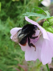 Bombus lapidarius