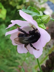 Bombus lapidarius