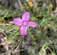 Boronia spathulata