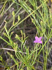 Boronia spathulata