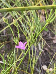 Boronia spathulata