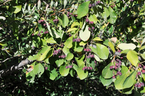 Cotoneaster affinis