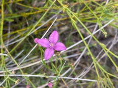Boronia spathulata