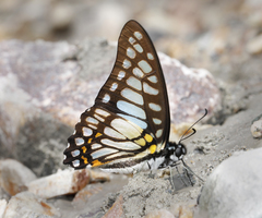 Graphium chironides