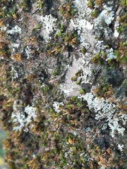 Orthotrichum diaphanum