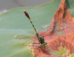 Arigomphus submedianus