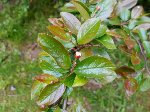 Cotoneaster hissaricus