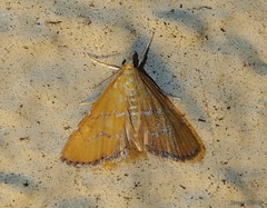 Xanthophysa psychicalis