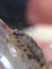 Bellorchestia quoyana