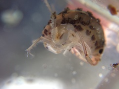 Bellorchestia quoyana
