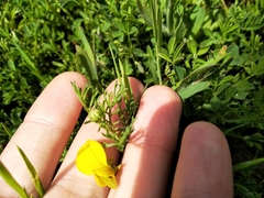 Crotalaria excisa