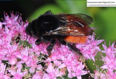 Bombus pyrosoma