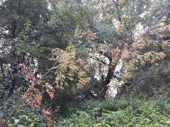 Chaerophyllum bulbosum