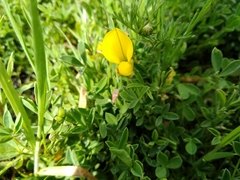 Crotalaria excisa