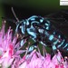 Decorated Cloak-and-dagger Bee - Photo (c) Home Mountain, some rights reserved (CC BY-NC), uploaded by Home Mountain
