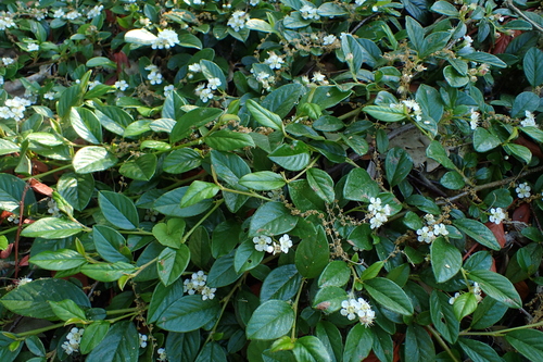 Midlothian Cotoneaster (Cotoneaster radicans)