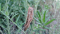 Patanga japonica