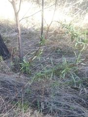 Xerochrysum viscosum