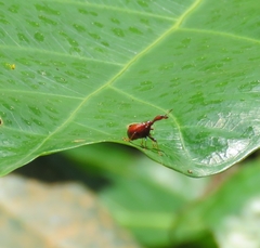 Paracycnotrachelus