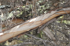 Melaleuca halmaturorum
