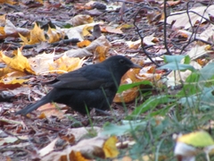 Turdus merula