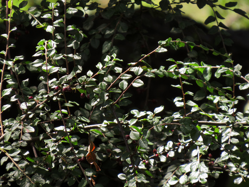 few-flowered cotoneaster (Cotoneaster nitens)