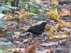 Turdus merula