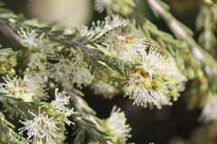 Melaleuca halmaturorum