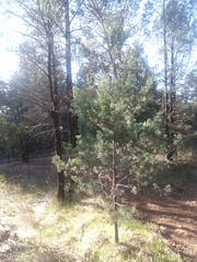 Callitris glaucophylla