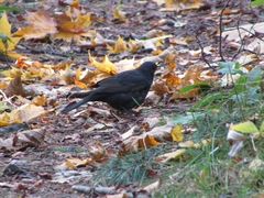 Turdus merula