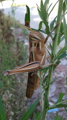 Patanga japonica