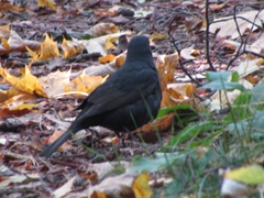 Turdus merula
