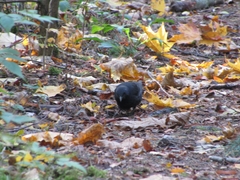 Turdus merula