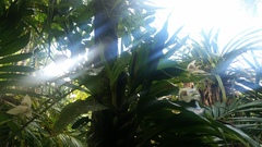 Coelogyne guamensis