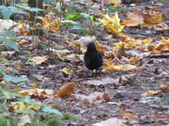 Turdus merula