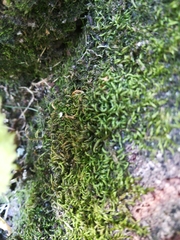 Scorpiurium circinatum