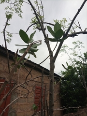 Calotropis procera image