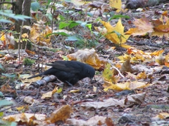 Turdus merula