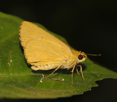 Cupitha purreea