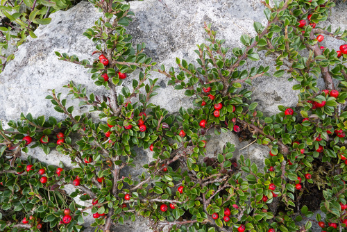 Cotoneaster moupinensis