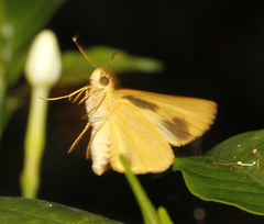 Cupitha purreea